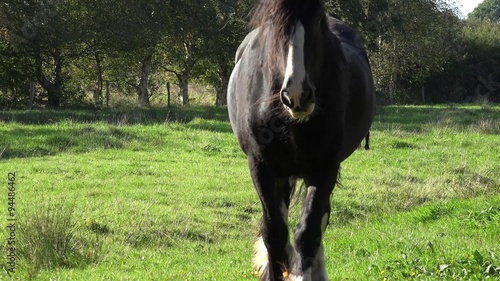 shire horse running on pasture