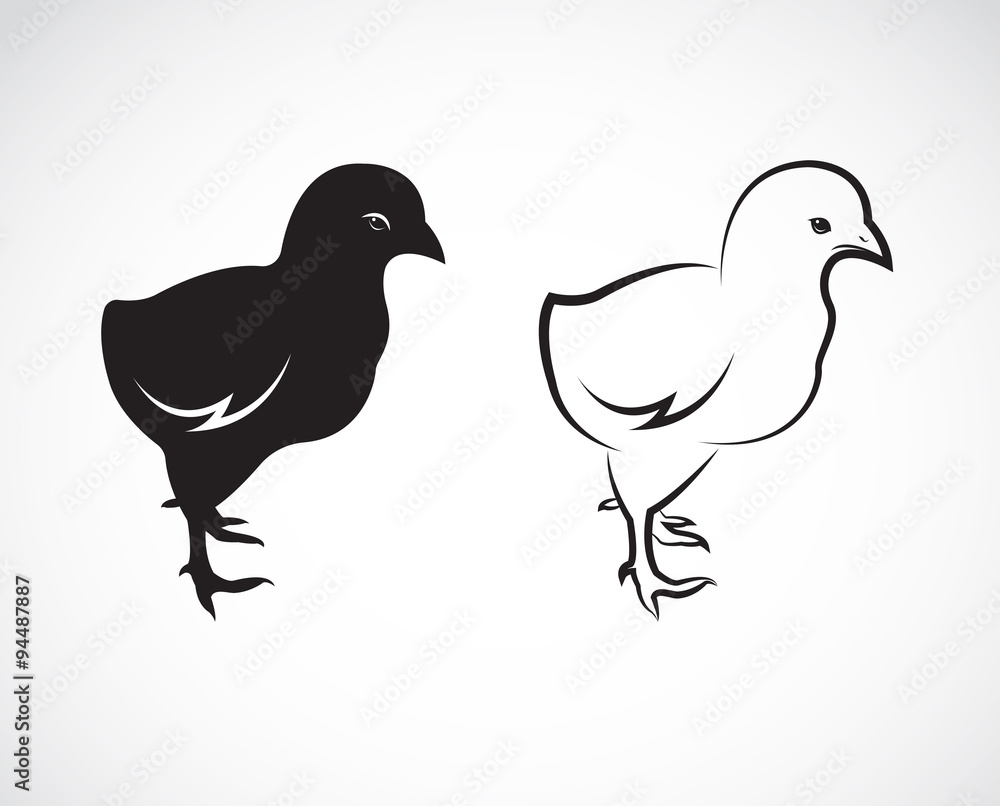 Vector image of an chick design on white background