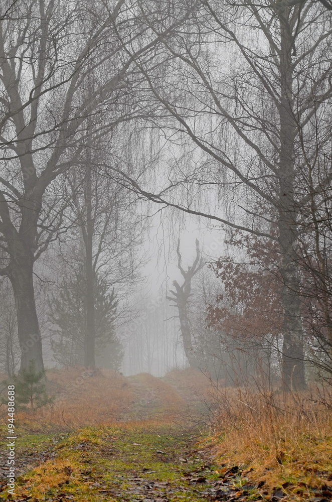 Droga w mglistym, jesiennym lesie