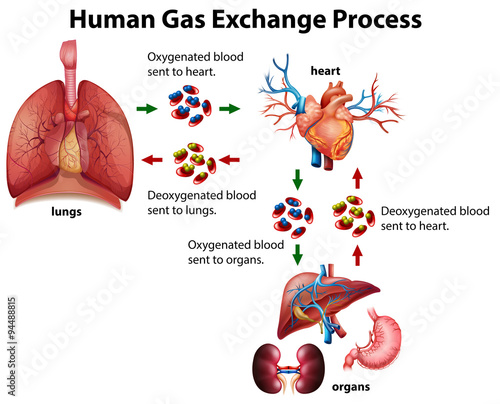 Human gas exchange process diagram