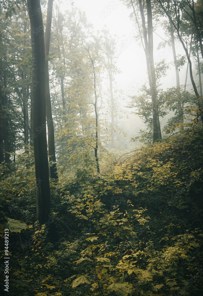 Fototapeta premium forest in autumn on rainy weather