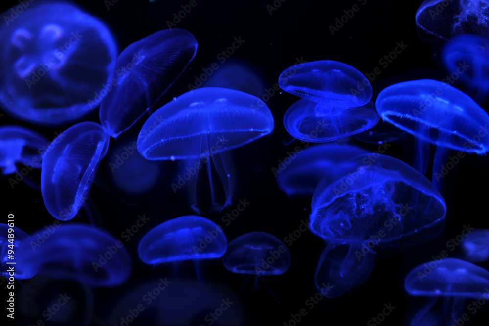 Fototapeta premium School of Moon Jellyfish