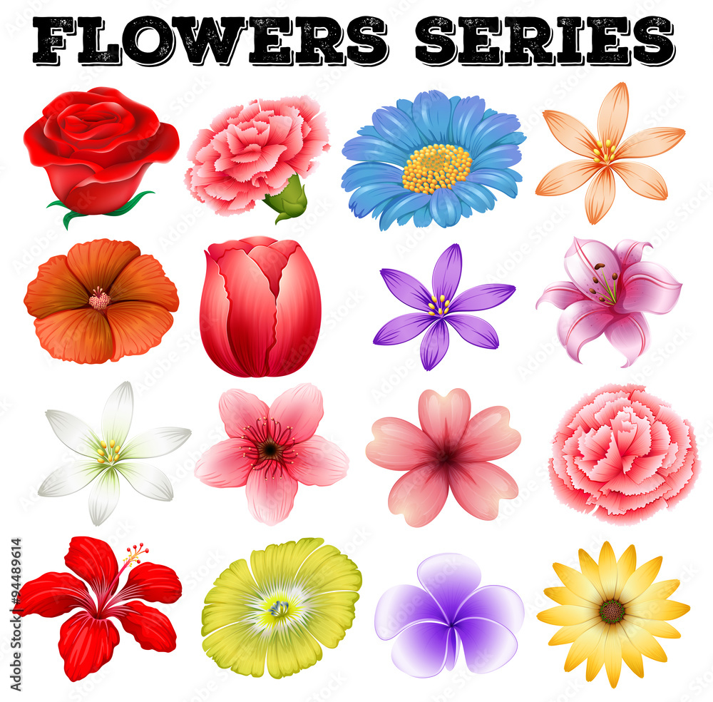Different kind of flowers Different kind of flowers