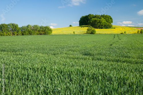 Sommerliches Kornfeld photo