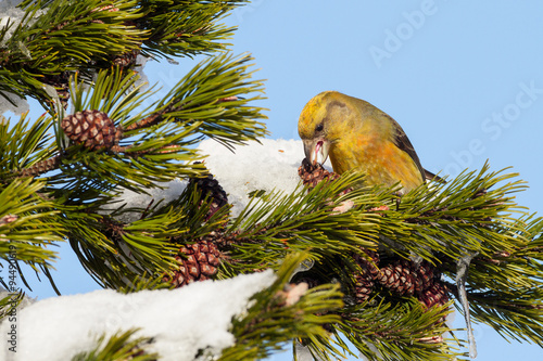 nahrungssuchender Fichtenkreuzschnabel im Winter photo