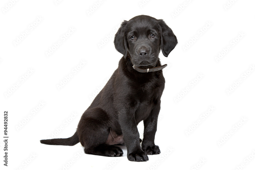 black Labrador puppy