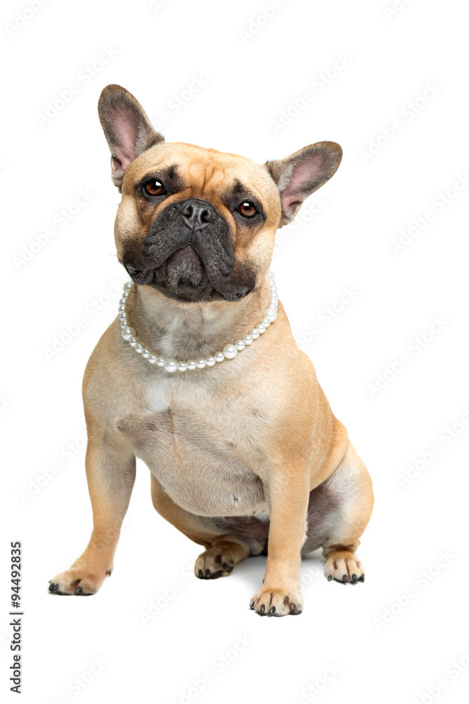 French Bulldog with a pearl collar