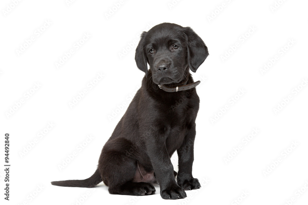 black Labrador puppy