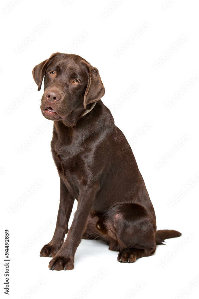 Chocolate Labrador dog