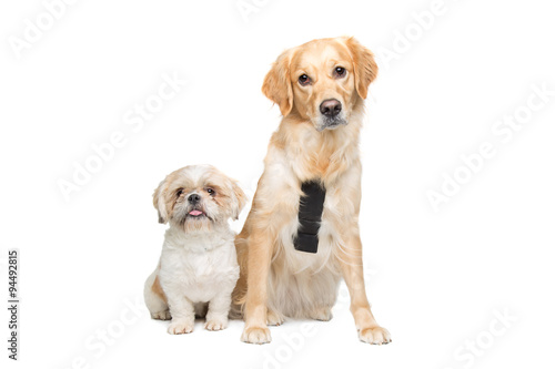 Two mixed breed dogs