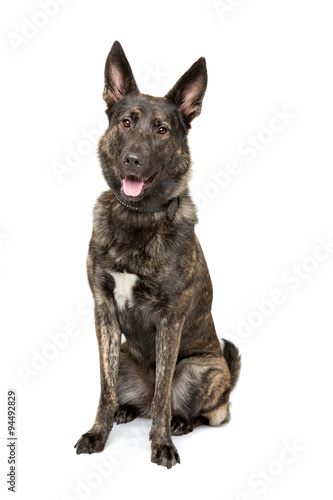 Belgian Malinois dog