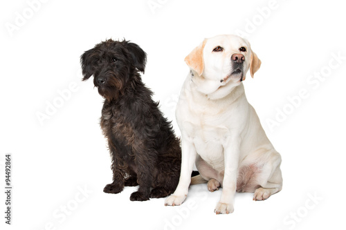 Fototapeta Naklejka Na Ścianę i Meble -  Labrador and a black fluffy dog
