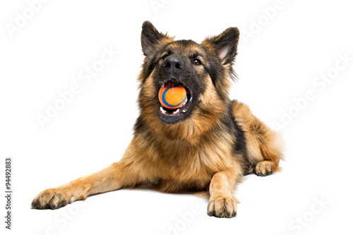German shepherd chewing an orange ball