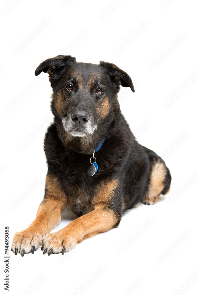mixed breed old dog mixed breed old dog