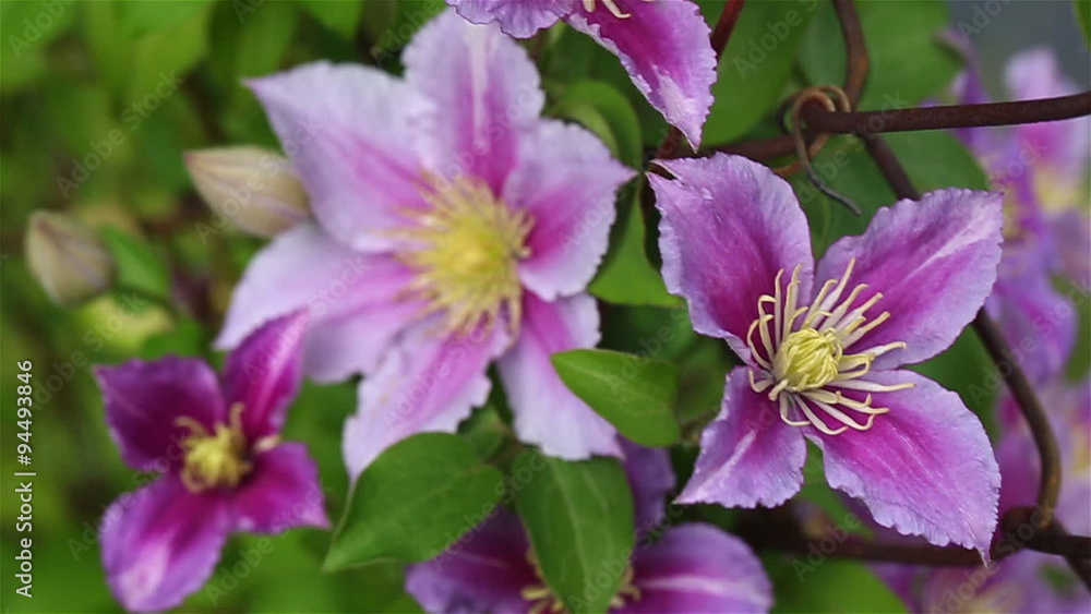 Clematis on a Rusty Fence. the camera roves around and racks focus on various clematis flowers wrapped around and old chain fence.
Clematis on a Rusty Fence. the camera roves around and racks focus on various clematis flowers wrapped around and old chain fence.