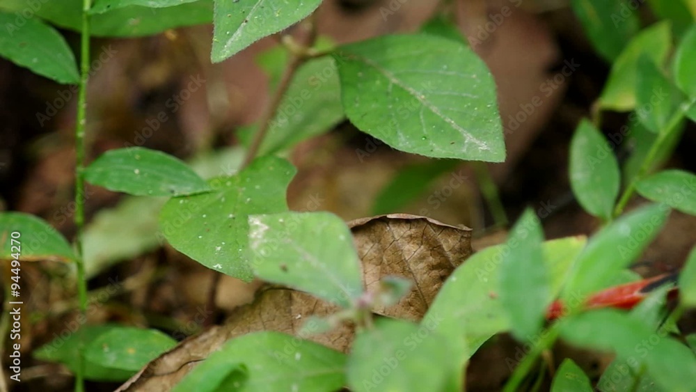 red hemipteran bug is quickly escaping away from the scene red hemipteran bug is quickly escaping away from the scene