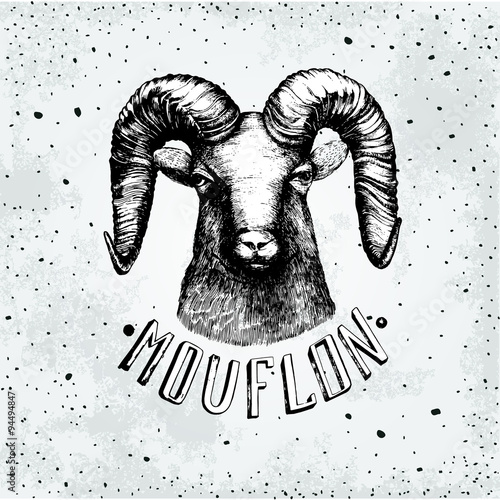 Vector illustration with moufflonl head. 