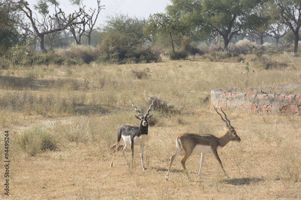 Naklejka premium Black bucks in the wild in Rajasthan, India