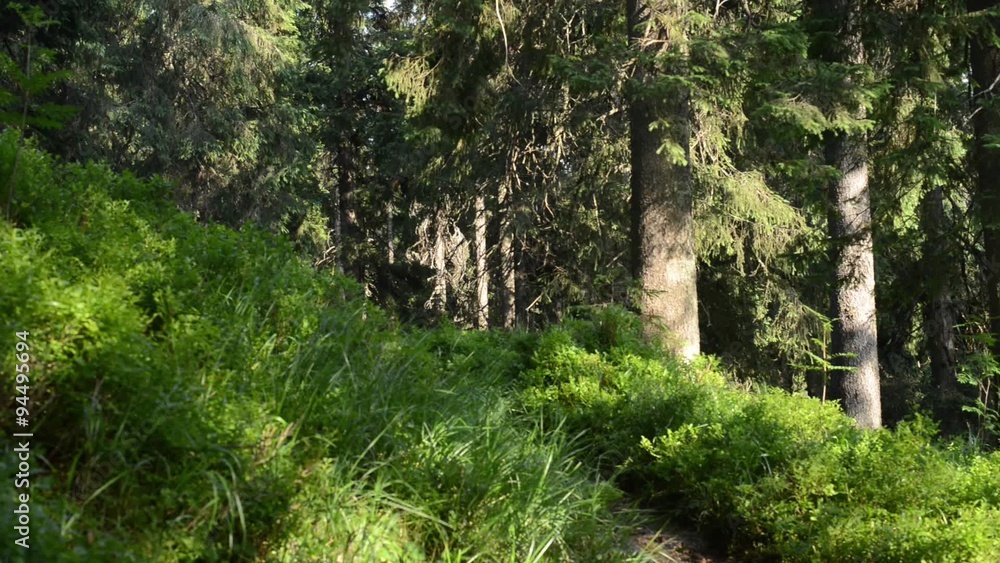 Fir forest in a beautiful sunny day. Light breeze rustles the branches of spruce trees and shrubs blueberries. Wonderful green background. Fir forest in a beautiful sunny day. Light breeze rustles the branches of spruce trees and shrubs blueberries. Wonderful green background.