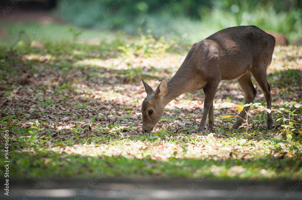 Fototapeta premium Deer