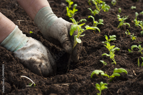 Canvas-taulu Image of male hands transplanting young plant