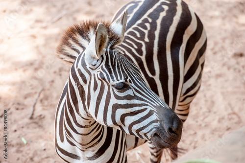 Zebra