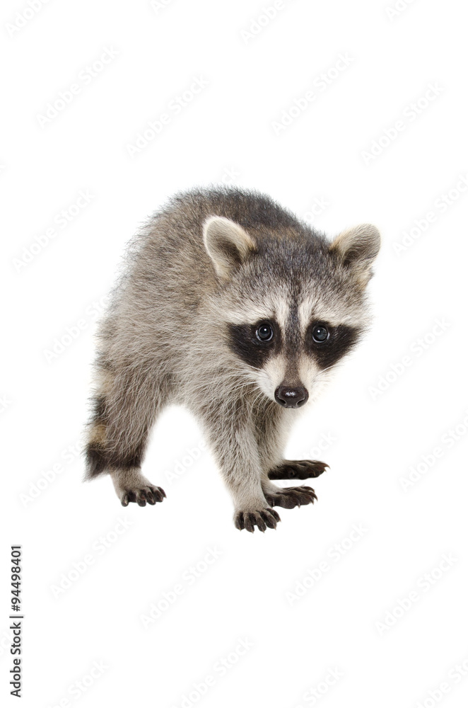 Plakat Portrait of a raccoon