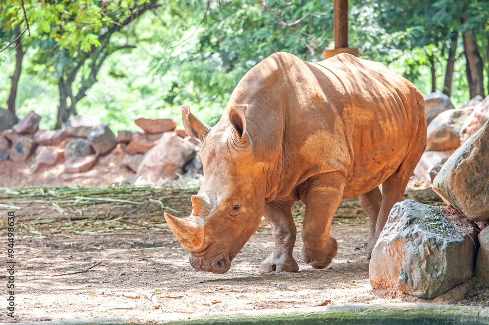 Obraz premium rhinoceros