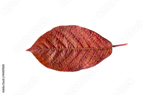 Dry red autumn leaf