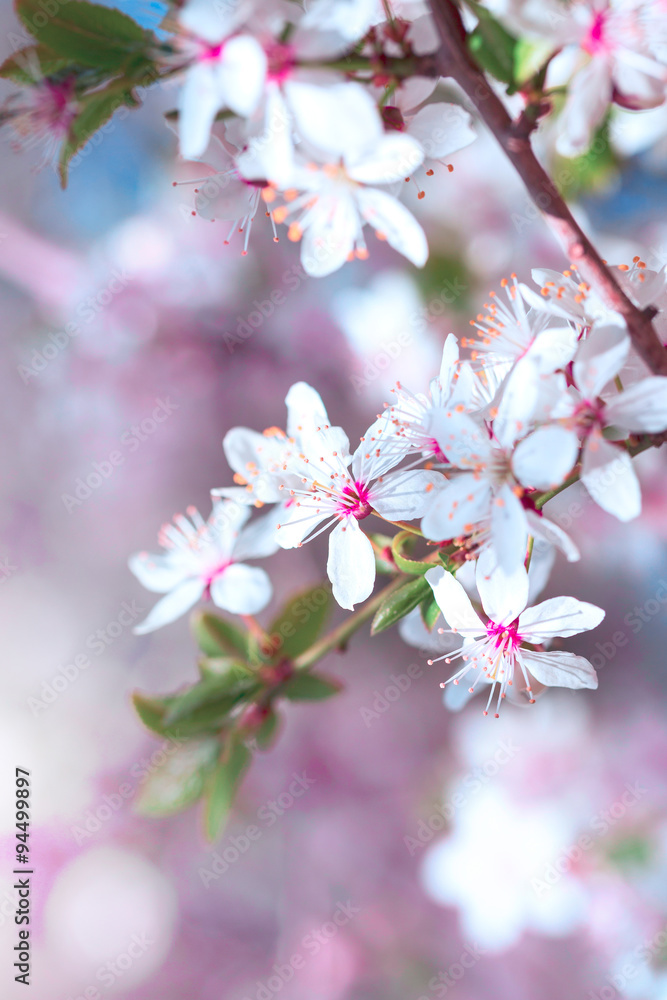 Cherry blossom tree Cherry blossom tree