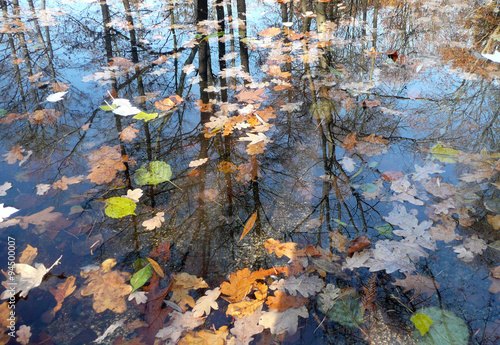 Fototapeta Naklejka Na Ścianę i Meble -  Bunte Herbstblätter im See mit Spiegelung
