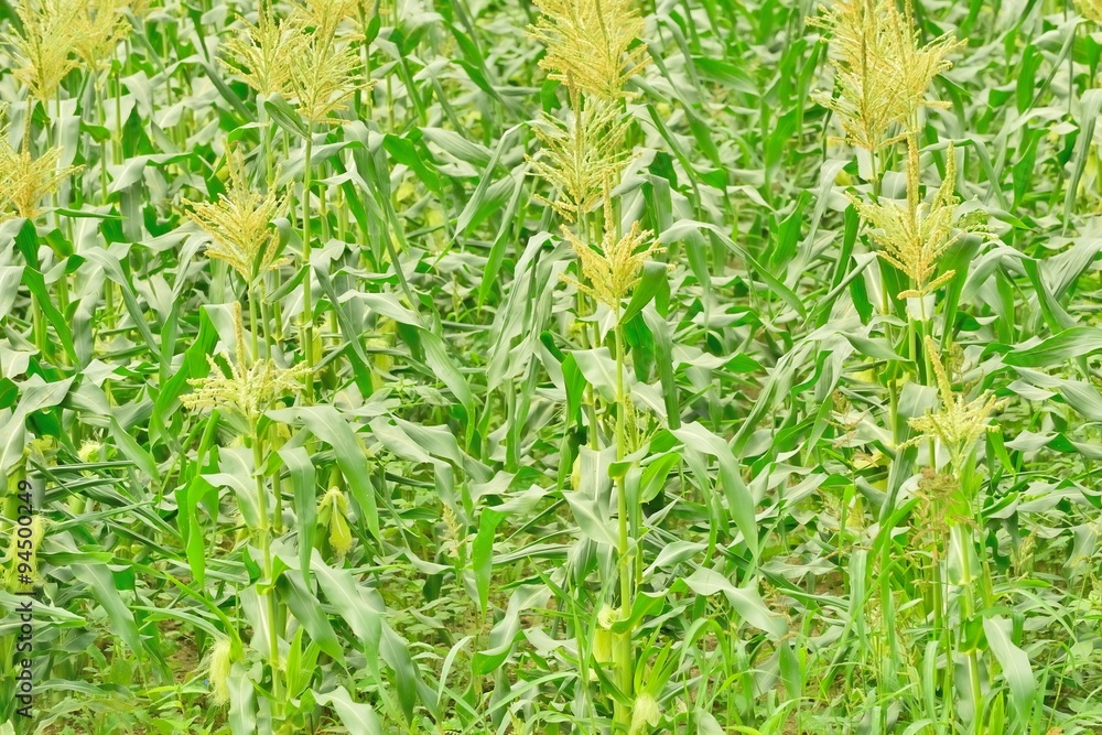Obraz premium 収穫前のトウモロコシ