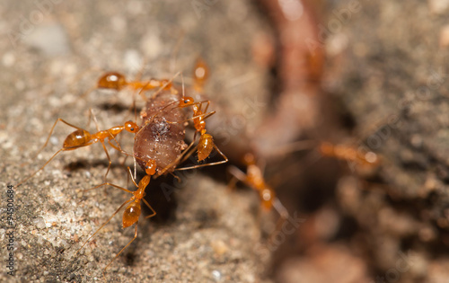 Ant teamwork to move their food © lirtlon