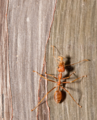 Ant moving pupa close up