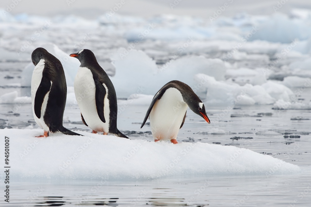 Fototapeta premium GENTOO PENGUIN!