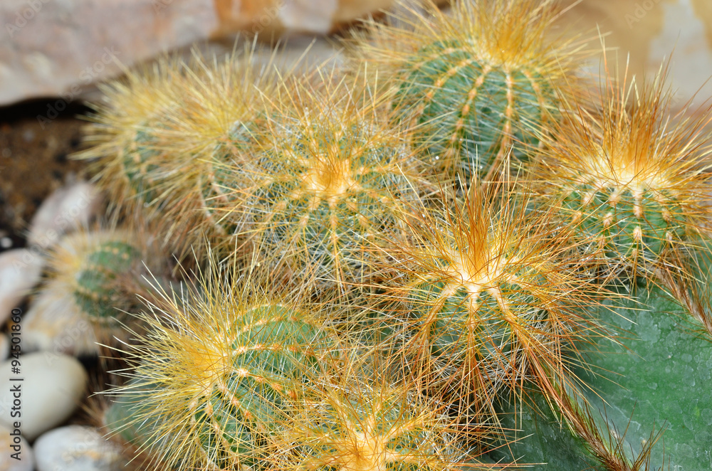 Cactus in the botanical garden. Cactus in the botanical garden.