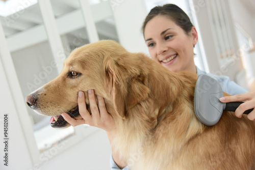 Young woman brushing her dog's hair photo
