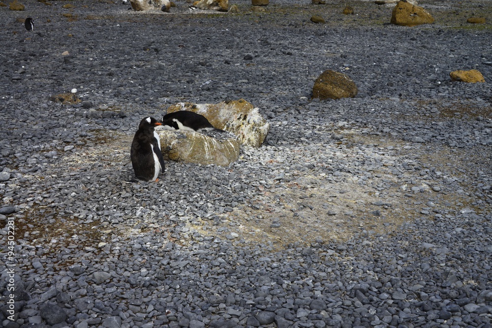 Obraz premium GENTOO PENGUIN!