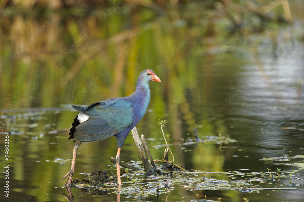 Naklejka premium Purple Swamphen, (Porphyrio porphyrio), an introduced species to Florida now endemic throughout S. Florida, Wakodahatchee Wetlands, Delray Beach, Florida, USA