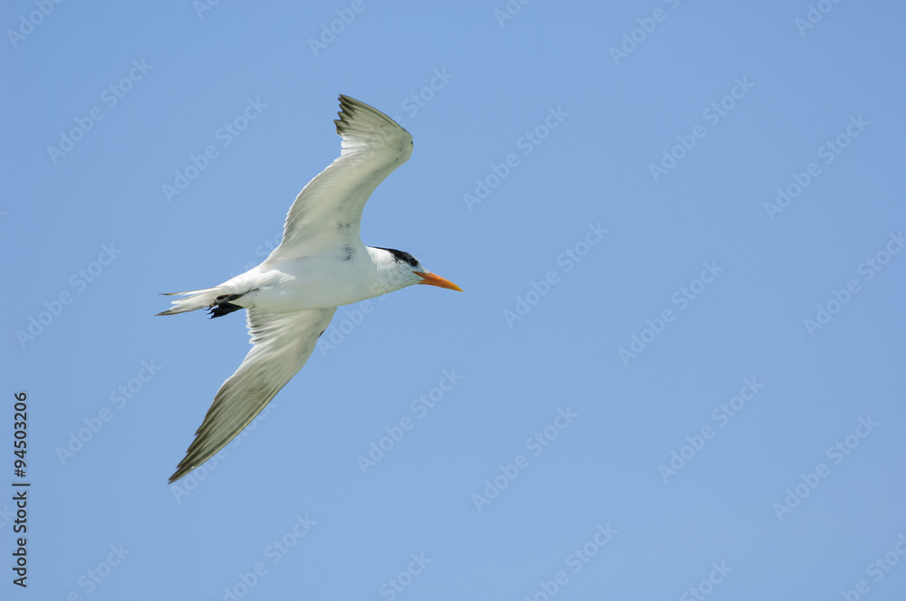 Royal tern (Sterna maxima) in flight, Florida