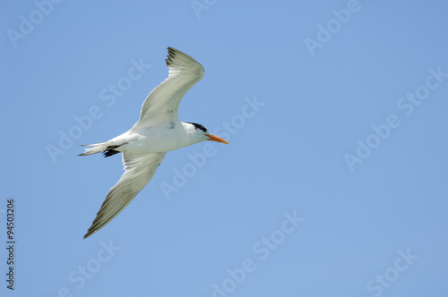Royal tern  Sterna maxima  in flight  Florida