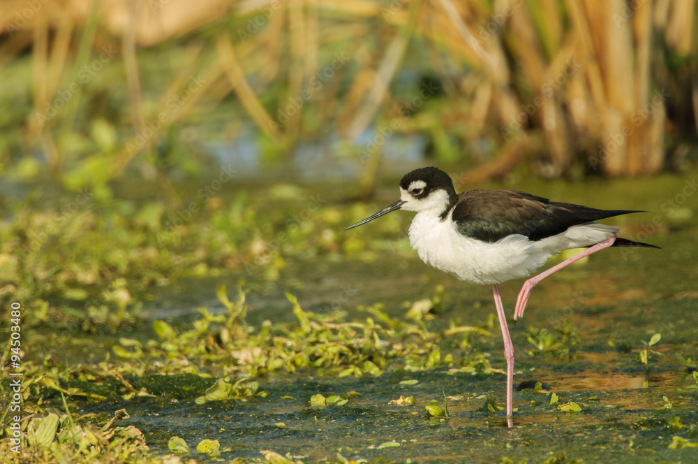 Black-necked Stilt Himantopus mexicanus), Florida Black-necked Stilt Himantopus mexicanus), Florida