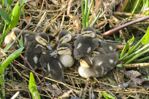 Mottled-Duck (Anas fulvigula) ducklings, Florida photo