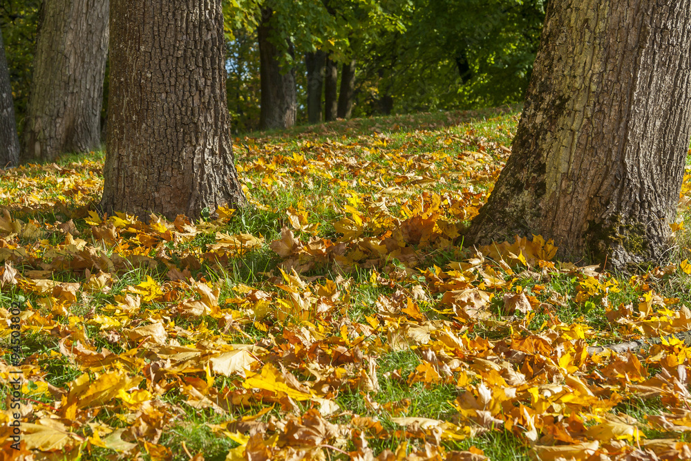 Leaves Falling From An Autumn Trees Leaves Falling From An Autumn Trees
