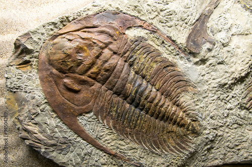 Jurassic Fossilized