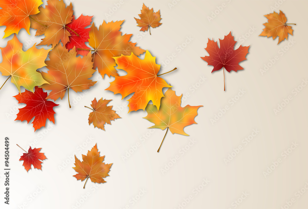 maple leaves, autumn leaves on the floor maple leaves, autumn leaves on the floor