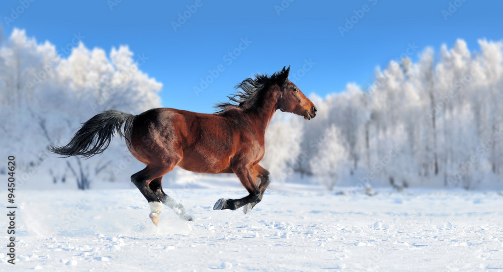 Fototapeta Koń galopujący w śniegu