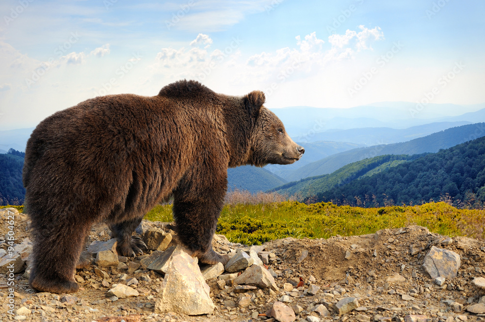 Fototapeta premium brązowy niedźwiedź