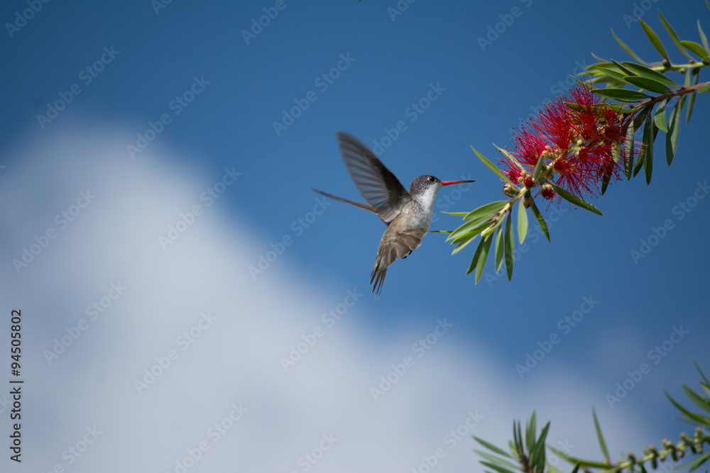 Fototapeta premium El colibrí se acerca al néctar con un fondo de nubes. 