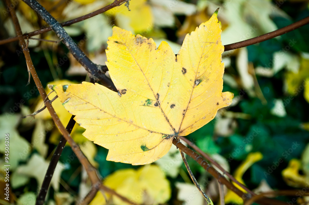 Obraz premium feuilles d'érable sycomore d'automne en gros plan